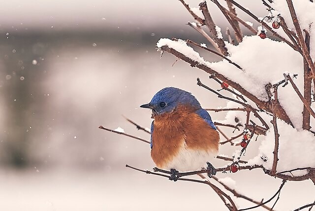 Eastern bluebird backyard.jpg by Tony Sprezzatura (uploaded by Paul Danese) is licensed under Creative Commons Atribution-Share Alike 2.0.